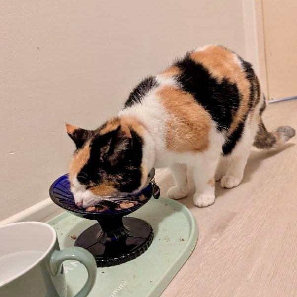 The Surprising Connection Between Feeding Posture and Feline Health