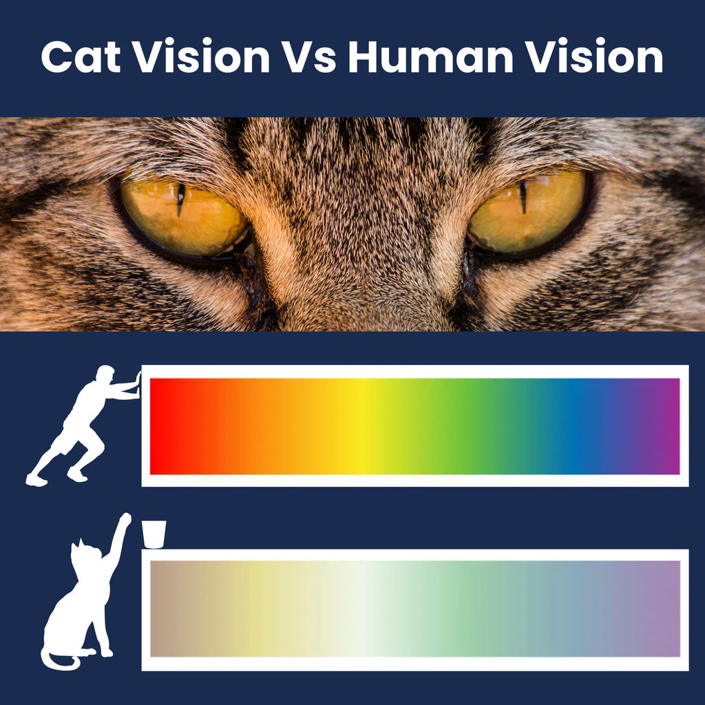 Why Cats See Blue-Violet Best: The Science Behind Our Colour Choice
