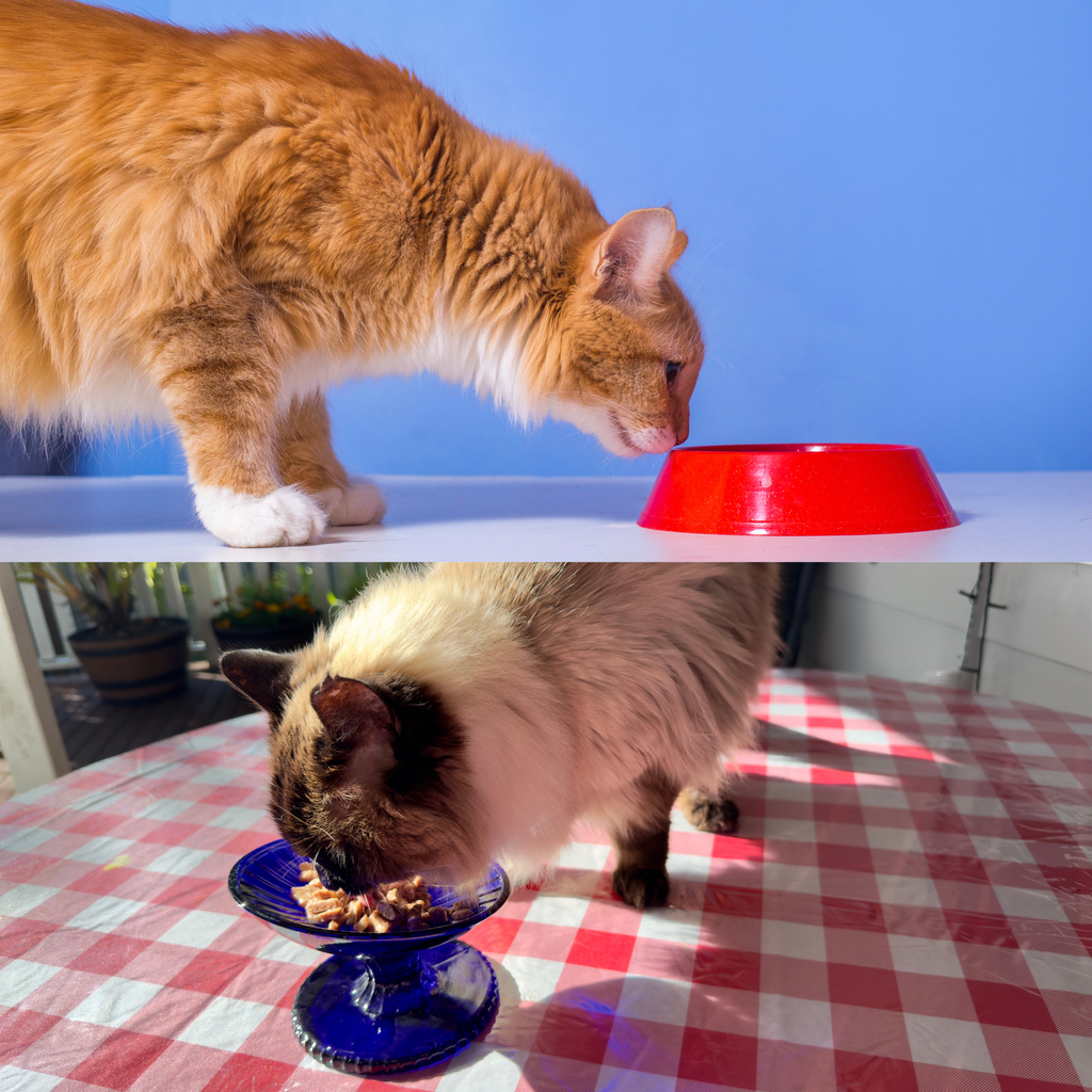 The Hidden Dangers of Plastic Cat Bowls: Why Your Feline Friend Deserves Better